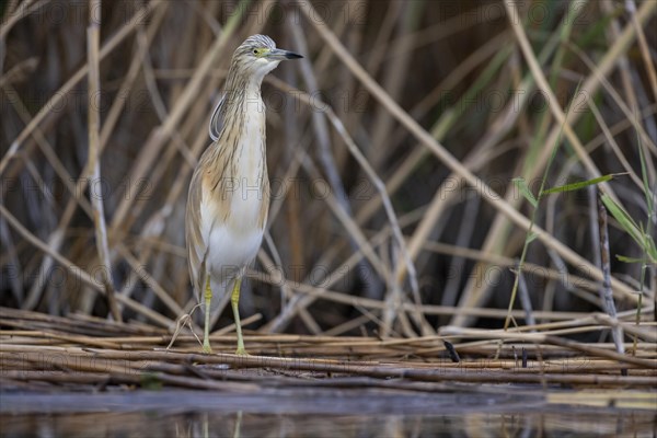 Squacco heron (Ardeola ralloides), at the edge of a reed bed, El Taray wetland, Castilla-La Mancha,