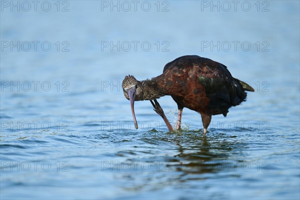 Glossy ibis (Plegadis falcinellus) standing in the water, hunting, Parc Naturel Regional de