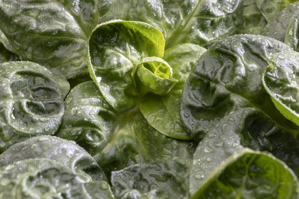 Field salad, studio shots on a white background