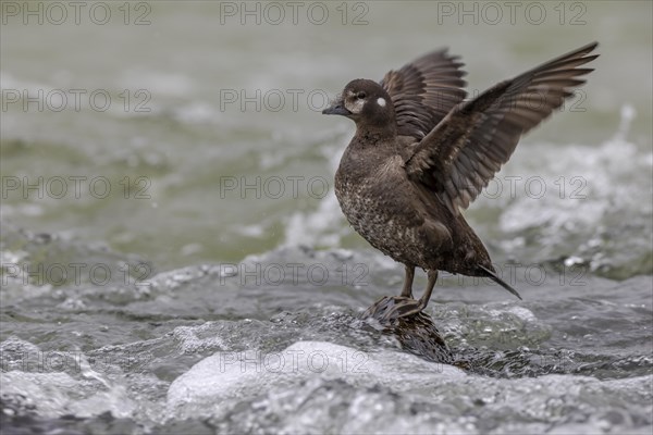 Harlequin duck (Histrionicus histrionicus), female, on a stone in a raging river, wings up, Laxa