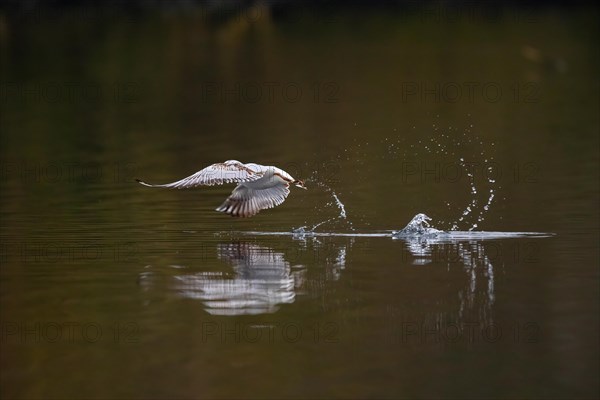 A Black-headed Black-headed Gull at take-off, Lake Kemnader, Ruhr area, North Rhine-Westphalia,