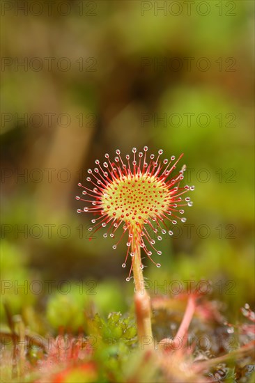 Common sundew (Drosera rotundifolia), carnivorous plant in a marshy area, North Rhine-Westphalia,