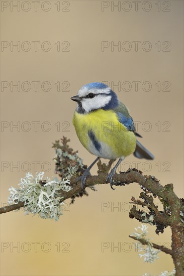 Blue tit (Parus caeruleus), sitting on a branch overgrown with reindeer lichen (Cladonia
