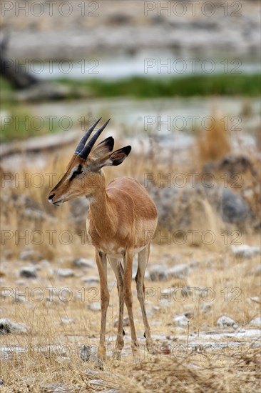 Black-nosed impala (Aepyceros petersi), antelope, ungulate, in Etosha National Park, savannah,