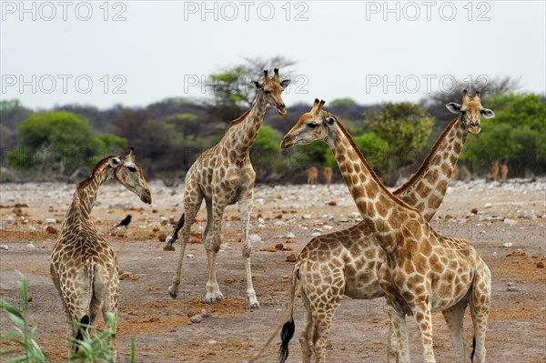 Angolan giraffe (Giraffa giraffa angolensis) giraffe, herd, group, several, walking, Etosha