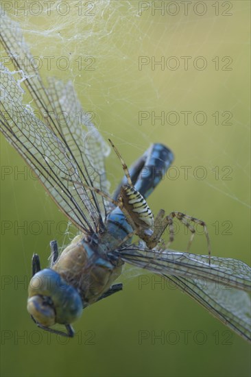 Wasp spider (Argiope bruennichi) with king dragonfly (Anax imperator), Emsland, Lower Saxony,