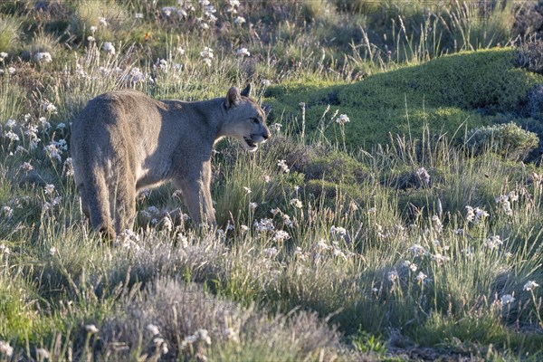 Cougar (Cougar concolor), silver lion, mountain lion, cougar, panther, small cat, Torres del Paine