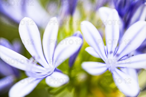 Blue flowers of an ornamental lily (Agapanthus), Capolieveri, Elba, Tuscan Archipelago, Tuscany,