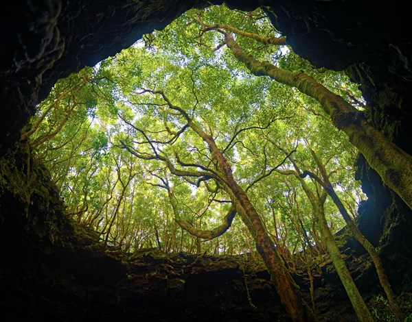 Sunlit entrance to the lava tunnel Gruta das Torres Trees and glowing treetops, Gruta das Torres,