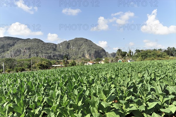 Tobacco plantation, tobacco leaves, tobacco plant (Nicotiana), tobacco cultivation in Valle de
