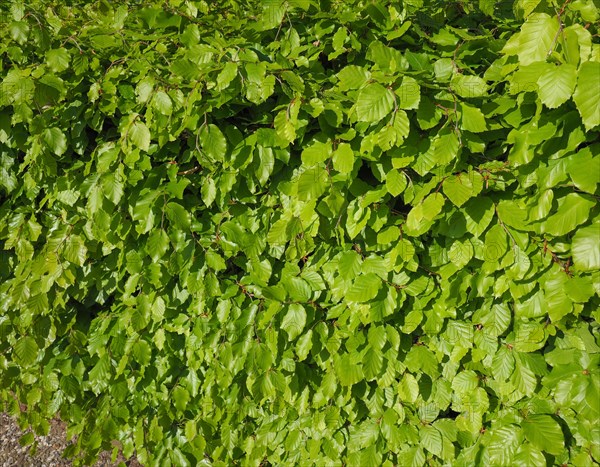 Hazel tree leaves