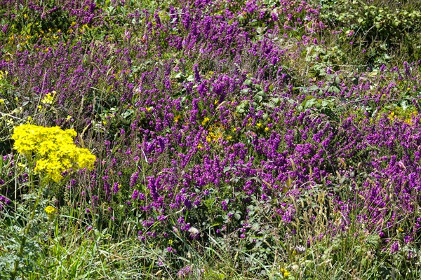 Heath landscape on the Cap de la Chevre, Crozon peninsula, Finistere department, Brittany region,
