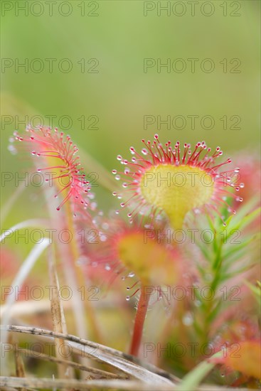 Common sundew (Drosera rotundifolia), close-up of the carnivorous plant protected by the Federal