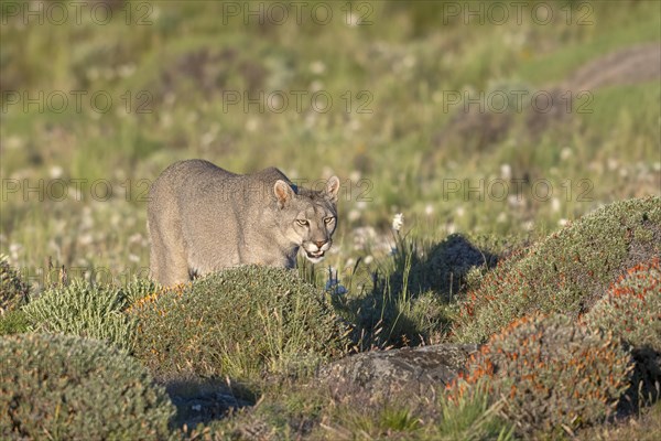Cougar (Cougar concolor), silver lion, mountain lion, cougar, panther, small cat, Torres del Paine