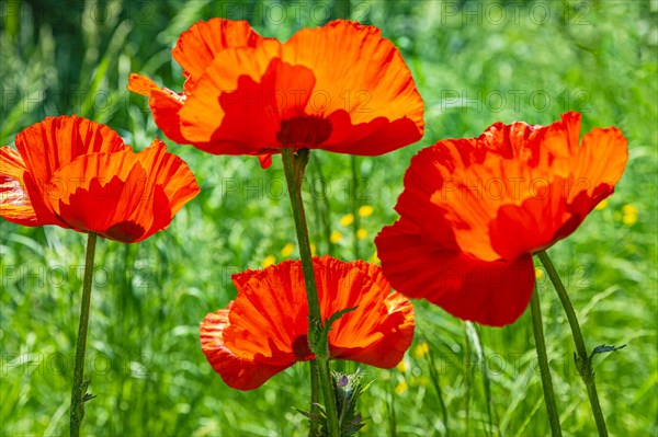 Red flowers of the Turkish poppy (Palaver orientale), Botanical Garden, Munich, Upper Bavaria,