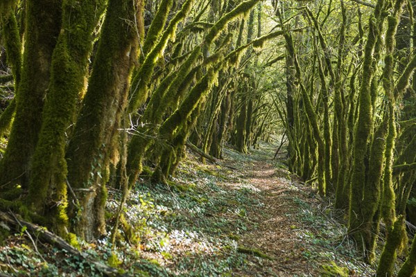 Hiking trail through forest with moss, valley of the Loue, Lizine, near Besancon, Departement