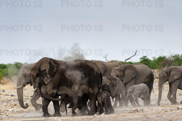 African elephant (Loxodonta africana) in Etosha National Park, herd, elephant herd, family, animal,