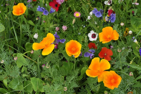 Yarrow (Achillea), mallow (Malva), yellow marguerites (Leucanthemum), poppy (Papaver rhoeas),