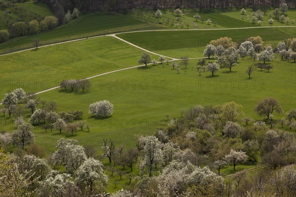 Orchard meadows near Weilheim an der Teck, Swabian Alb. Cherry blossom, apple blossom and pear
