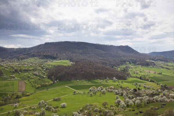 Orchard meadows near Weilheim an der Teck, Swabian Alb. View of the Breitenstein. Cherry blossom,