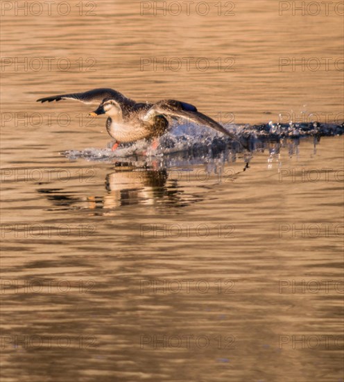Spot-billed duck landing in a river with wings outstretched
