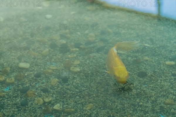 Closeup of golden carp swimming in water of large fish tank with sun shinning through window in