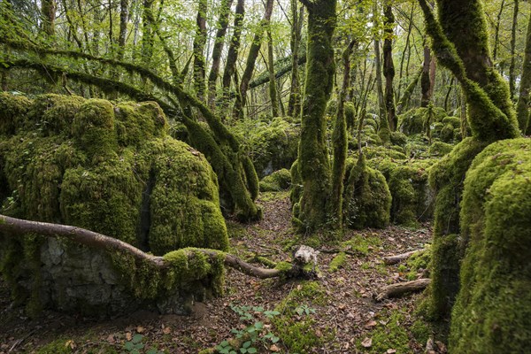 Hiking trail through forest with moss, valley of the Loue, Lizine, near Besancon, Departement