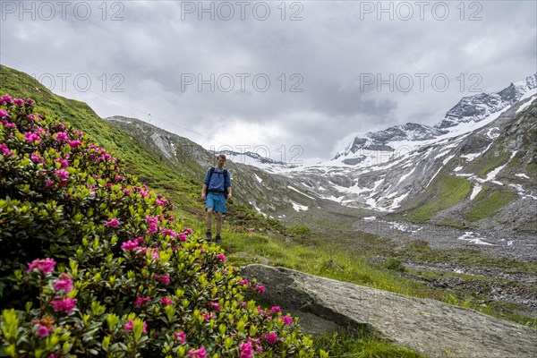 Mountaineers on a hiking trail between blooming alpine roses, view of the Schlegeisgrund valley,