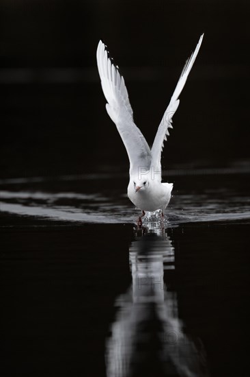 A Black-headed Black-headed Gull at take-off, Lake Kemnader, Ruhr area, North Rhine-Westphalia,
