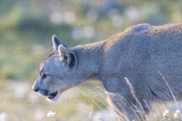 Cougar (Cougar concolor), silver lion, mountain lion, cougar, panther, small cat, morning light,