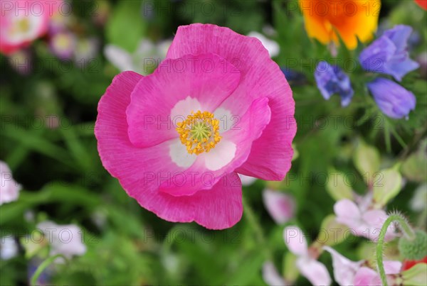 Mallows (Malva), yellow marguerites (Leucanthemum), poppy flowers (Papaver rhoeas),