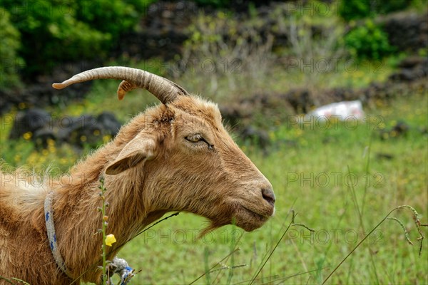 A brown goat with a twisted horn lies relaxed in the green grass, circular path, Santa Luzia, Pico,
