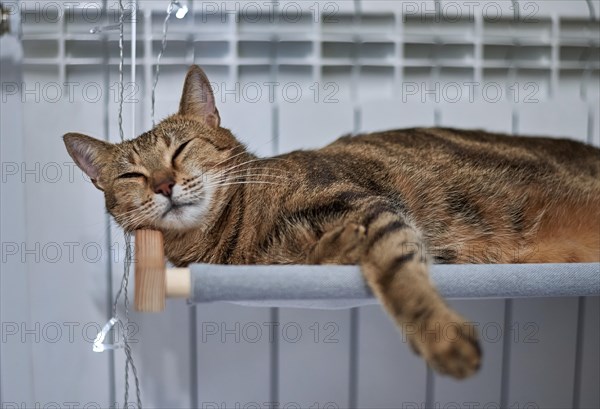 Image of a purebred Bengal cat lying on a hammock attached to a heater. Pet care concept. Mixed