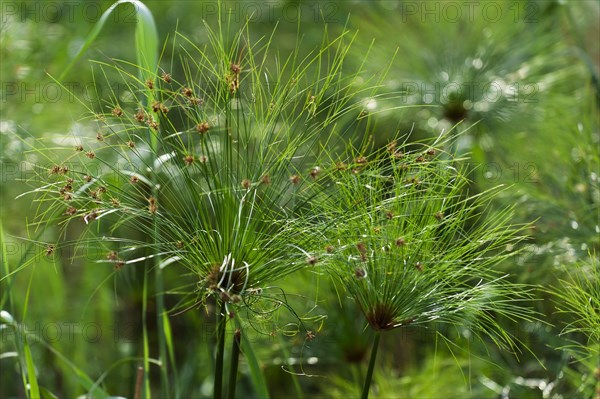 River cruise in the Okavango Delta, reeds, clouds, nature, natural landscape, landscape, nobody,