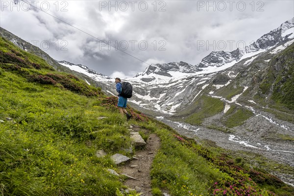 Mountaineers on a hiking trail between blooming alpine roses, view of the Schlegeisgrund valley,