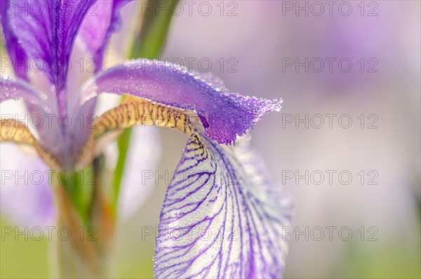 Siberian iris (Iris sibirica) in a wet meadow in the landscape. Bas-Rhin, Alsace, Grand Est,