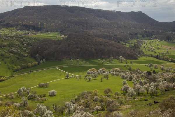 Orchard meadows near Weilheim an der Teck, Swabian Alb. View of the Breitenstein. Cherry blossom,