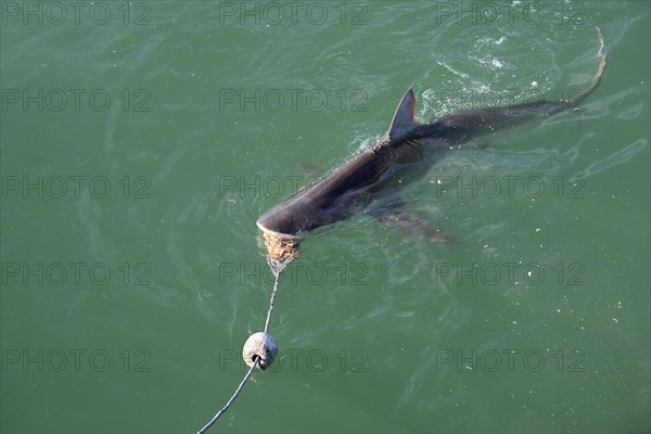Bronze or copper shark (Carcharhinus brachyurus), lured with a bait, cage diving, near Gaansbai,