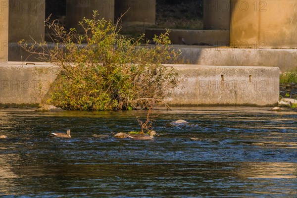 Two spot-billed ducks swimming in shallow water in a flowing river near a bridge pylon with a green
