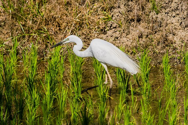 Closeup of adult snowy white egret hunting for food in a rice paddy on a sunny morning in South