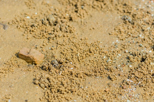 Small sand crab coming out of hole in sandy beach near brown rock