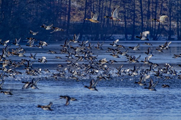 A flock of tufted duck (Aythya fuligula) and mallards (Anas platyrhynchos), take-off from the