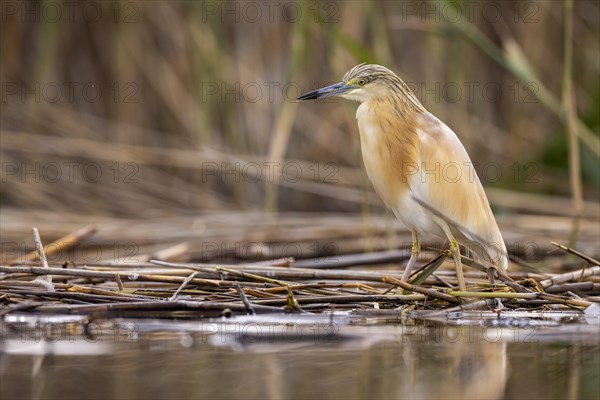 Squacco heron (Ardeola ralloides), at the edge of a reed bed, El Taray wetland, Castilla-La Mancha,