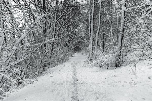A snow-covered forest path leads between trees with heavy snow loads, Wuppertal Vohwinkel, North