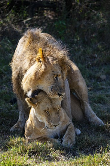 Lion (Panthera leo) Masai Mara Kenya