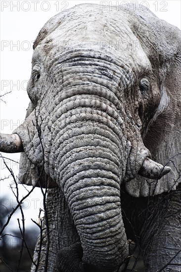 White African elephant (Loxodonta africana) in Etosha National Park, white from salt pan dust,