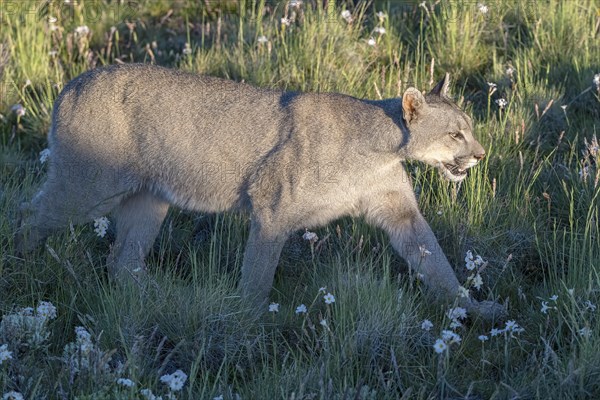 Cougar (Cougar concolor), silver lion, mountain lion, cougar, panther, small cat, Torres del Paine