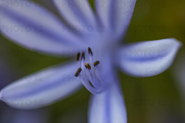 Blue flower of an ornamental lily (Agapanthus), Capolieveri, Elba, Tuscan Archipelago, Tuscany,
