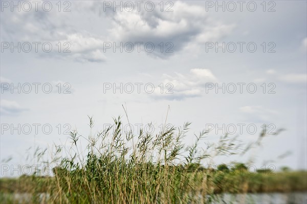 Grasses at the Kwando River in BwaBwata National Park, nature, puristic, blurred, movement, river