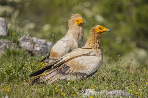 2 Egyptian Vulture (Neophron percnopterus), Castilla y Leon province, Picos de Europa, Spain,